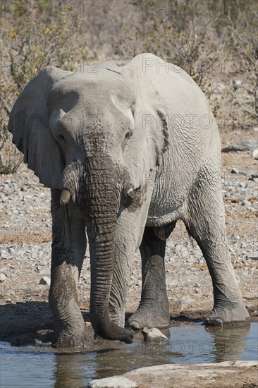 African Elephant (Loxodonta africana)