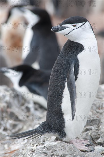 Chinstrap Penguin (Pygoscelis antarcticus)