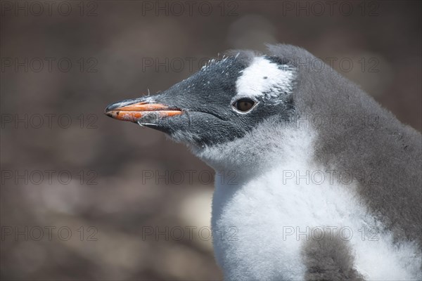 Gentoo Penguin (Pygoscelis papua)