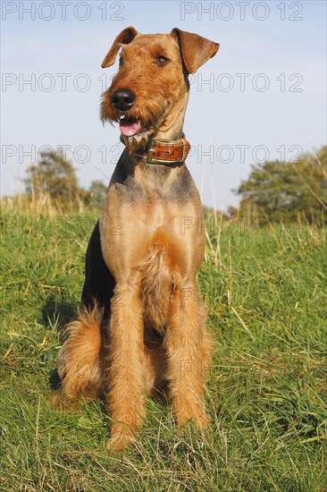 Airedale Terrier