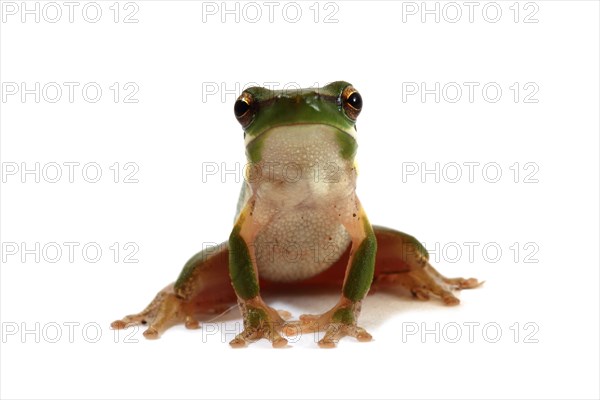 Eastern Dwarf Tree Frog (Litoria fallax)