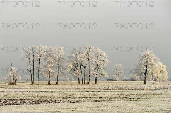 Black Alder (Alnus glutinosa) with hoarfrost