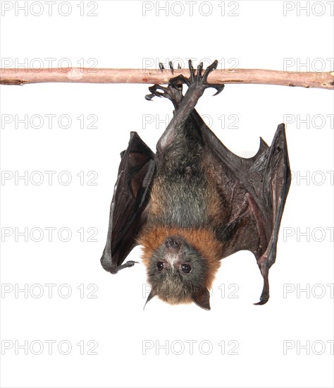 Grey-headed Flying Fox (Pteropus poliocephalus)