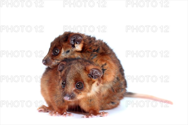 Common Ringtail Possums (Pseudocheirus peregrinus)