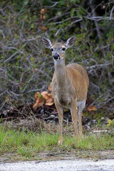 Key-white-tailed deer (Odocoileus virginianus clavium)