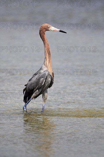 Reddish Egret (Egretta rufescens)