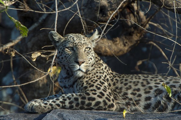 Leopard (Panthera pardus)