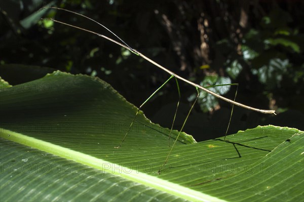 Costa Rican Stick Insect (Calynda brocki)