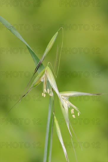 Animated Oat or Sterile Oat (Avena sterilis)