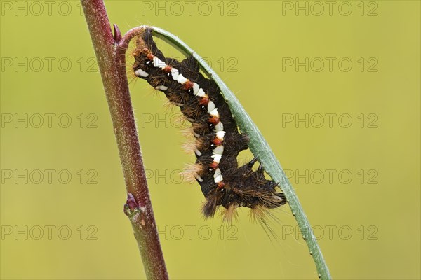 Caterpillar of the Knot Grass (Acronicta rumicis)
