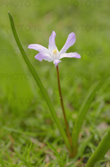 Lucile's Glory-of-the-snow (Chionodoxa luciliae)