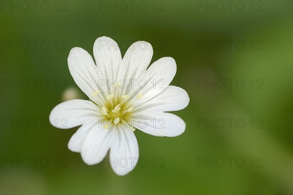 Field Chickweed (Cerastium arvense)