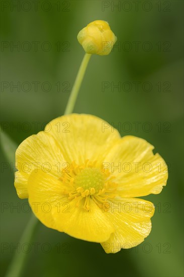 Greater Spearwort or Water Spearwort (Ranunculus lingua)