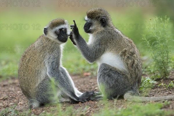 Vervet monkey (Chlorocebus) grooming