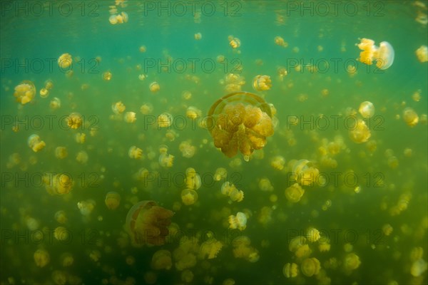 Golden Medusas or Papuan Jellyfish (Papua Mastigias)