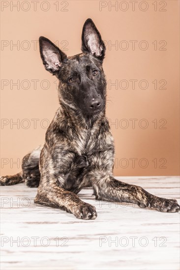 Lying Hollandse Herdershond or Dutch Shepherd Dog