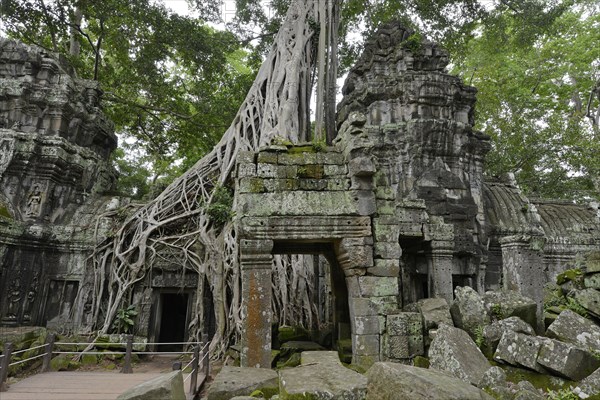 Ta Prohm temple complex overgrown with strangler fig(Ficus virens)