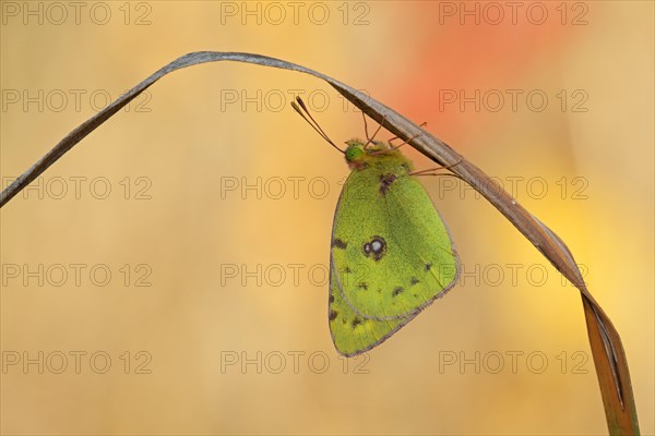 Pale Clouded Yellow (Colias hyale)