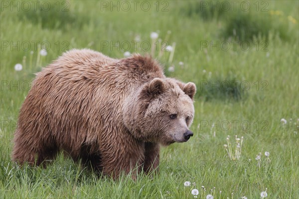 Brown bear (Ursus arctos)