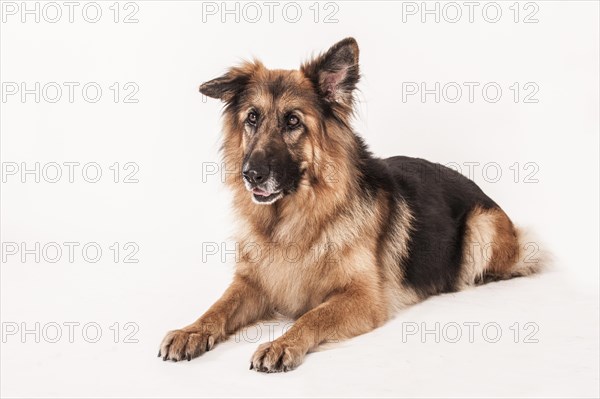 Old German Shepherd