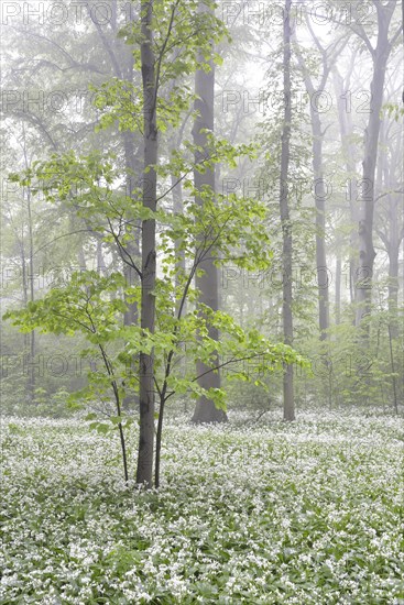 Flowering wild garlic (Allium ursinum) in spring forest in fog