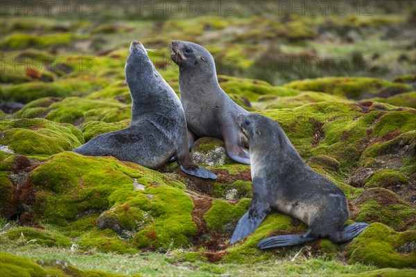 Antarctic Fur Seals (Arctocephalus gazella) fighting for a site
