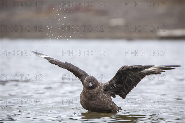 South Polar Skua (Stercorarius maccormicki) bathing in a freshwater pond