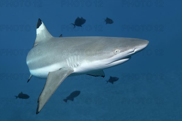 Blacktip Reef Shark (Carcharhinus melanopterus)