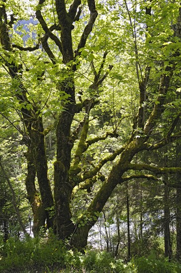 Moss-covered Maple (Acer)