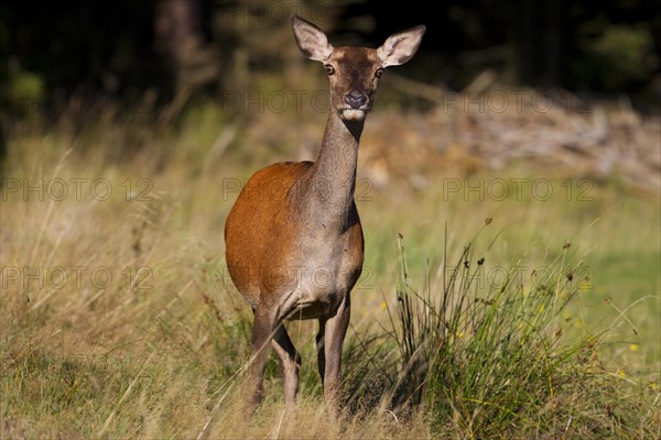 Red Deer (Cervus elaphus)