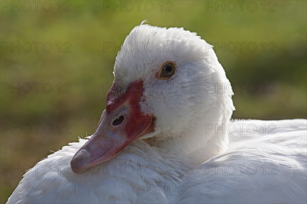 Muscovy Duck (Cairina moschata)