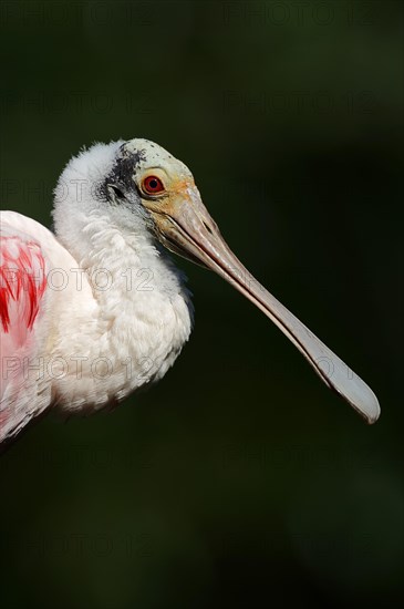 Roseate Spoonbill (Ajaia ajaja