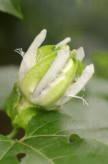 Bluecrown Passionflower (Passiflora caerulea)