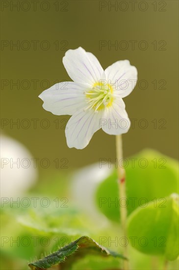 Wood Sorrel (Oxalis acetosella)