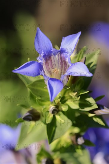 Crested Gentian or Summer Gentian (Gentiana septemfida var lagodechiana)