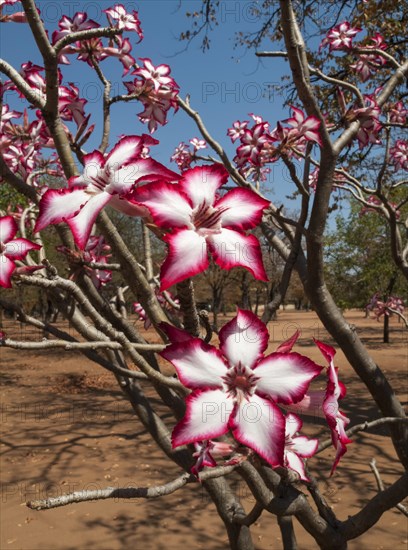 Impala Lily (Adenium multiflorum)