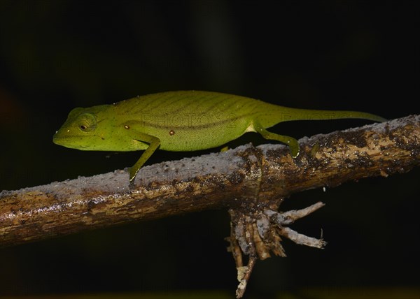 Chameleon (Calumma marojezense)