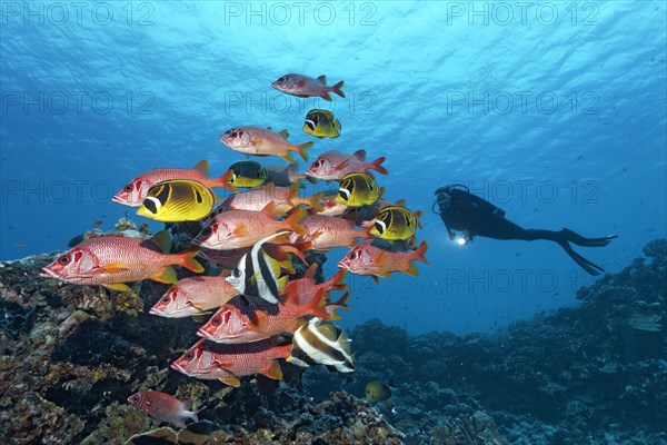 Shoal of Sabre Squirrelfish