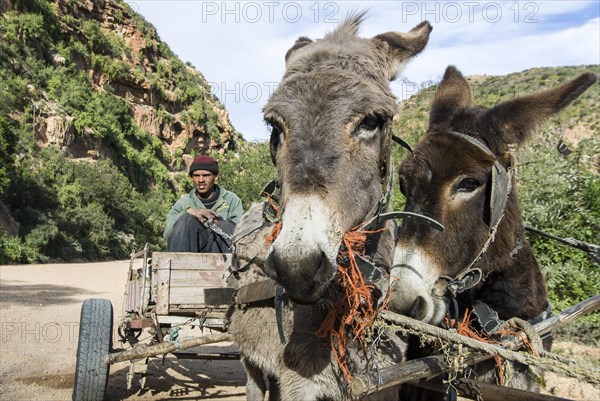 Donkey cart on a gravel road