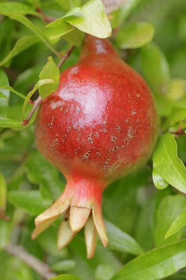 Dwarf Pomegranate (Punica granatum nana var)