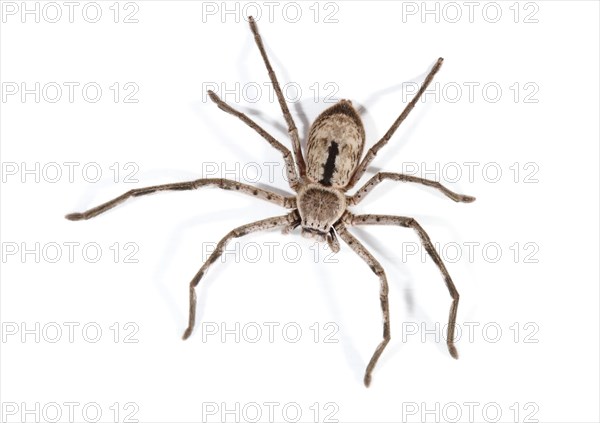 Huntsman Spider (Sparassidae