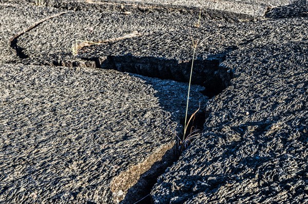 Sparse vegetation growing on the lava rocks