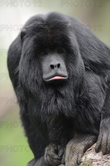 Black Howler Monkey (Alouatta caraya)