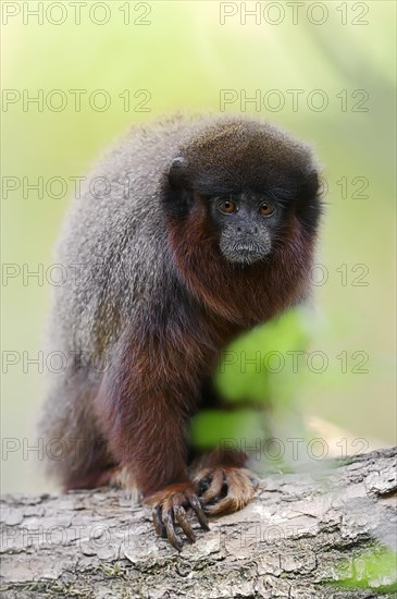Coppery Titi Monkey or Red Titi Monkey (Callicebus cupreus)