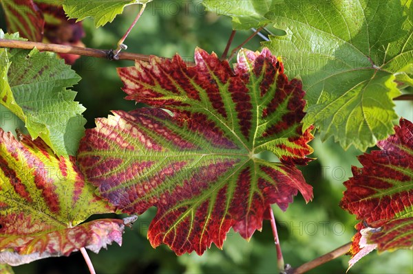 Cabernet Cortis vine leaf in autumn coloring
