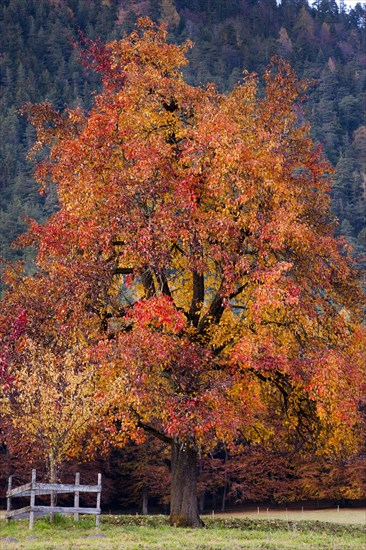 Apple tree in autumn