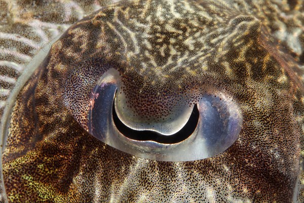 Eye of a Broadclub Cuttlefish (Sepia latimanus)