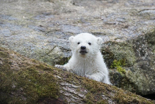 Polar Bear (Ursus maritimus)