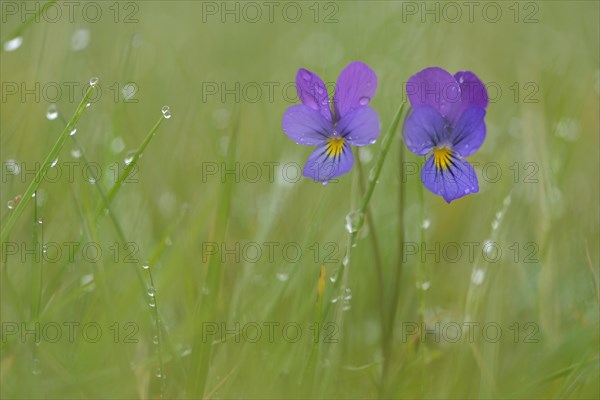 Heartsease or Wild Pansy (Viola tricolor)