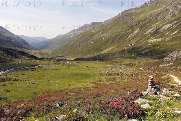 View into Dischma Valley with Alpine Roses